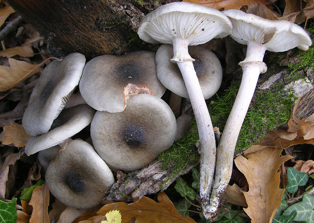 funghi su ceppo tagliato